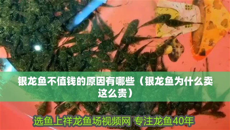 銀龍魚不值錢的原因有哪些（銀龍魚為什么賣這么貴）