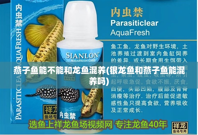 燕子魚能不能和龍魚混養(銀龍魚和燕子魚能混養嗎) 燕子魚能不能和龍魚混養(銀龍魚和燕子魚能混養嗎) 銀龍魚百科