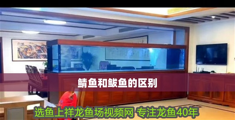 鯖魚和鲅魚的區(qū)別