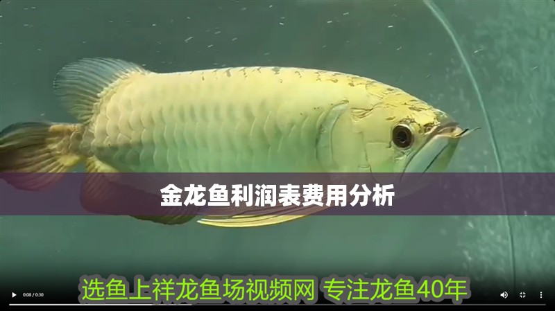 金龍魚利潤表費用分析 金龍魚利潤表費用分析 龍魚百科