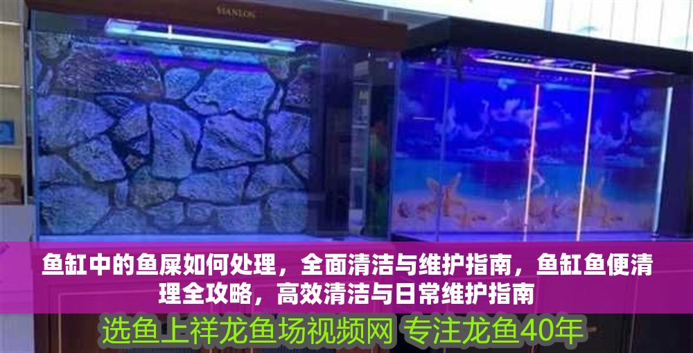 魚缸中的魚屎如何處理，全面清潔與維護(hù)指南，魚缸魚便清理全攻略，高效清潔與日常維護(hù)指南