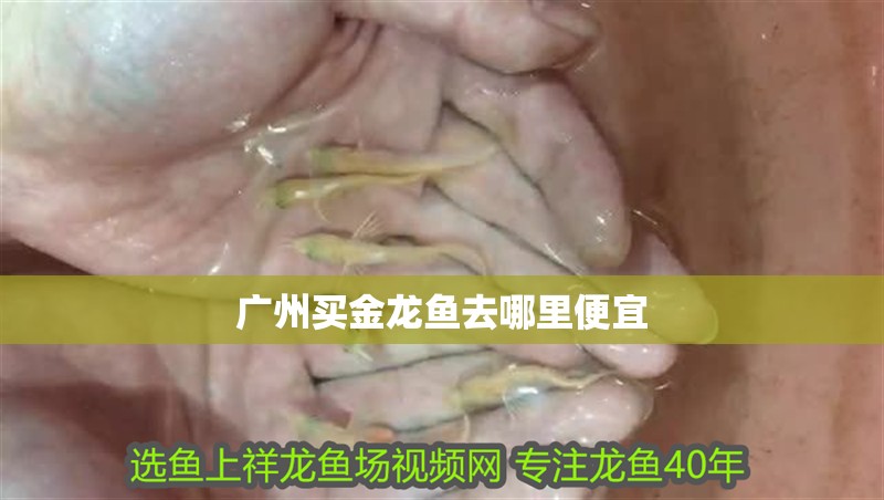 廣州買金龍魚去哪里便宜