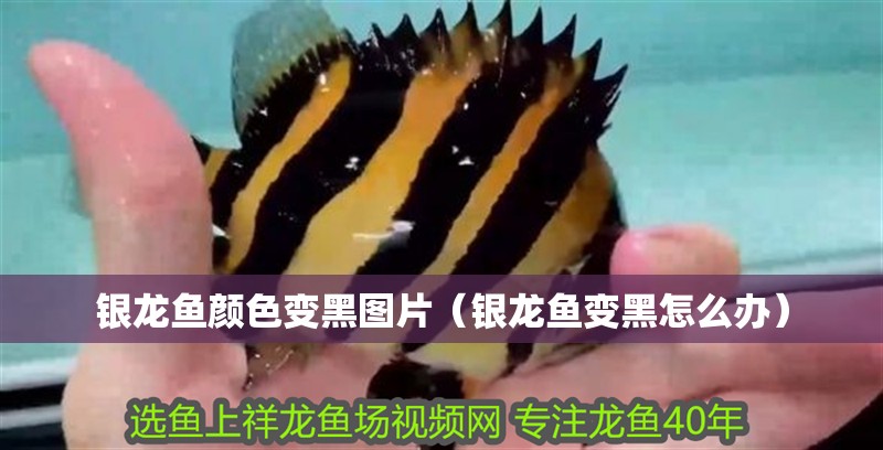 銀龍魚顏色變黑圖片（銀龍魚變黑怎么辦）