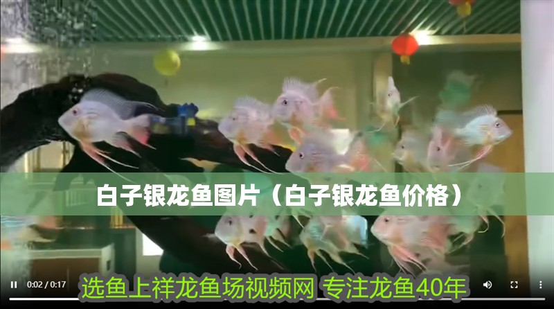 白子銀龍魚圖片（白子銀龍魚價格）