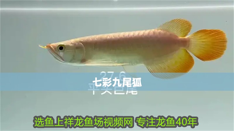 七彩九尾狐