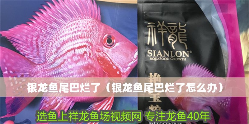銀龍魚尾巴爛了（銀龍魚尾巴爛了怎么辦）