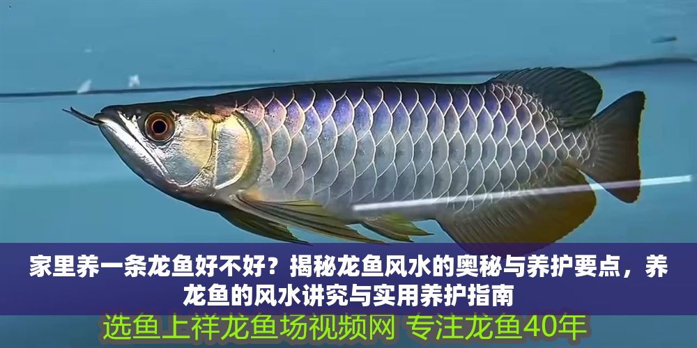 詳細閱讀:家里養一條龍魚好不好?揭秘龍魚風水的奧秘與養護要點,養龍魚的風水講究與實用養護指南 家里養一條龍魚好不好?揭秘龍魚風水的奧秘與養護要點,養龍魚的風水講究與實用養護指南