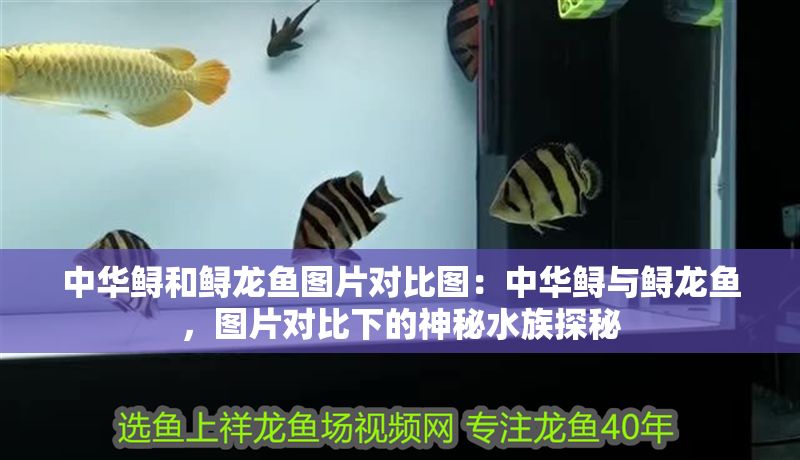 中華鱘和鱘龍魚圖片對比圖：中華鱘與鱘龍魚，圖片對比下的神秘水族探秘