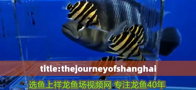 title:thejourneyofshanghai