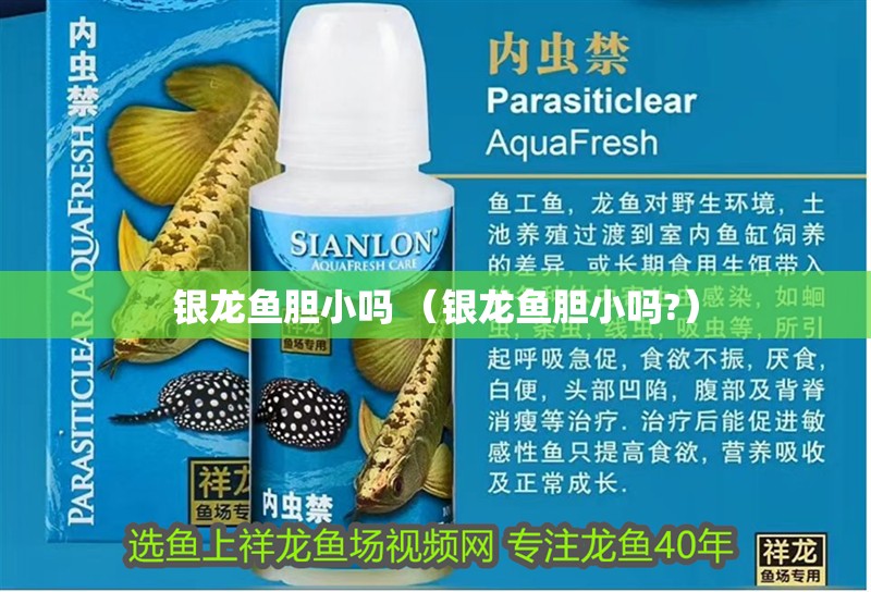 銀龍魚膽小嗎 （銀龍魚膽小嗎?）