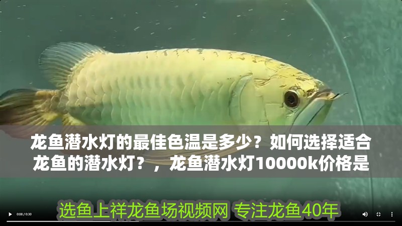 龍魚(yú)潛水燈的最佳色溫是多少？如何選擇適合龍魚(yú)的潛水燈？，龍魚(yú)潛水燈10000k價(jià)格是多少龍魚(yú)潛水燈配置速查表