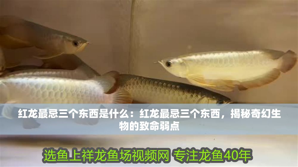 紅龍最忌三個東西是什么：紅龍最忌三個東西，揭秘奇幻生物的致命弱點