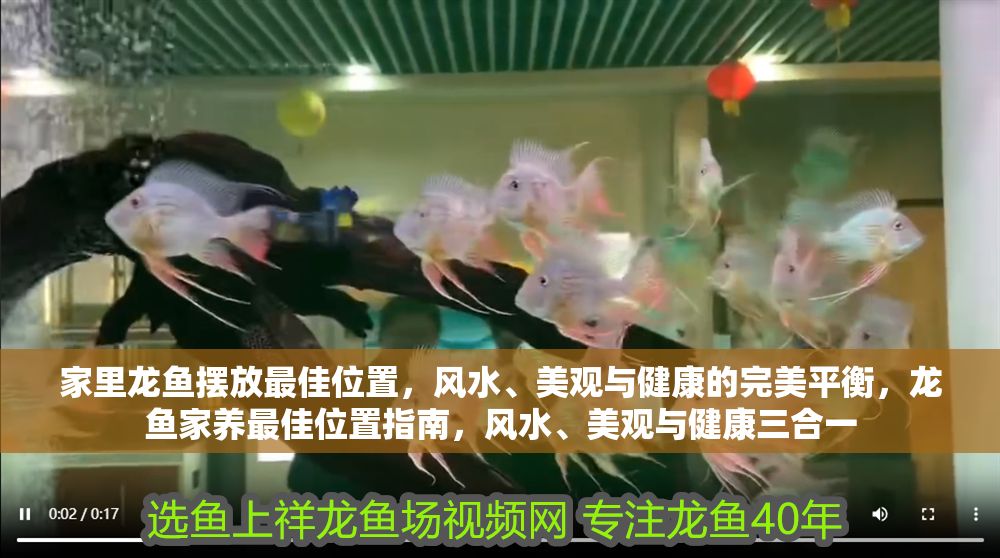 家里龍魚擺放最佳位置，風水、美觀與健康的完美平衡，龍魚家養最佳位置指南，風水、美觀與健康三合一