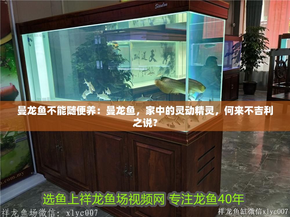 曼龍魚不能隨便養：曼龍魚，家中的靈動精靈，何來不吉利之說？