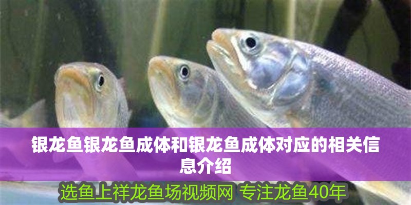 銀龍魚銀龍魚成體和銀龍魚成體對應的相關信息介紹 銀龍魚銀龍魚成體和銀龍魚成體對應的相關信息介紹 銀龍魚百科