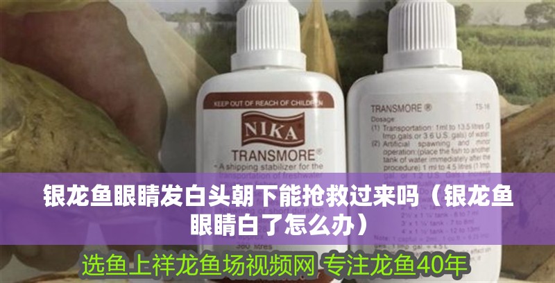 銀龍魚眼睛發白頭朝下能搶救過來嗎（銀龍魚眼睛白了怎么辦）