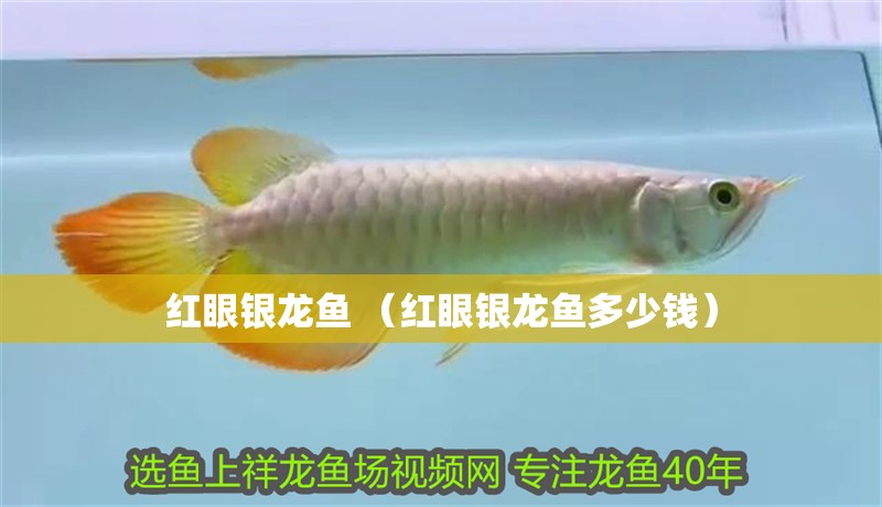 紅眼銀龍魚 （紅眼銀龍魚多少錢）
