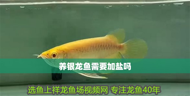 養銀龍魚需要加鹽嗎