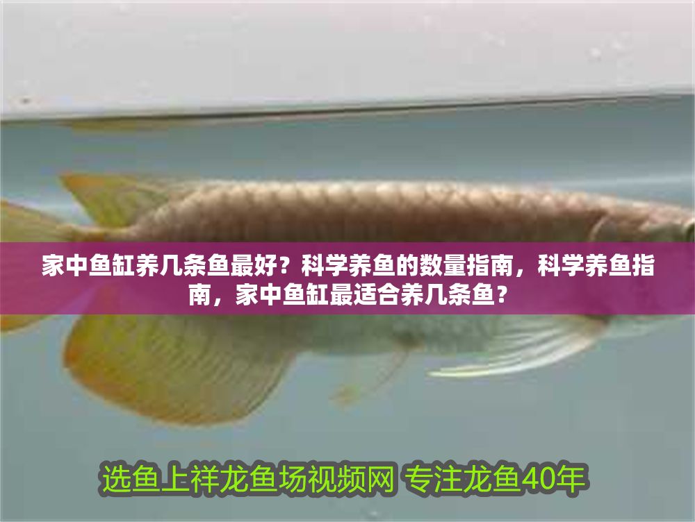 家中魚缸養幾條魚最好？科學養魚的數量指南，科學養魚指南，家中魚缸最適合養幾條魚？