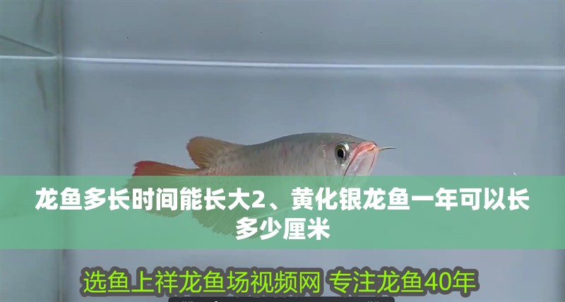 龍魚多長時間能長大2、黃化銀龍魚一年可以長多少厘米