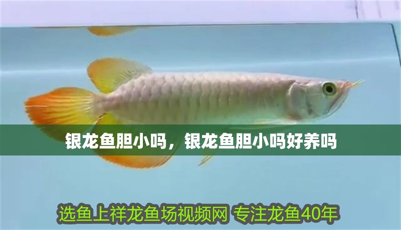 銀龍魚膽小嗎，銀龍魚膽小嗎好養(yǎng)嗎