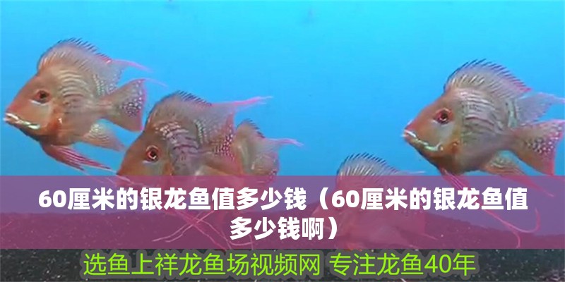 60厘米的銀龍魚(yú)值多少錢(qián)（60厘米的銀龍魚(yú)值多少錢(qián)啊）