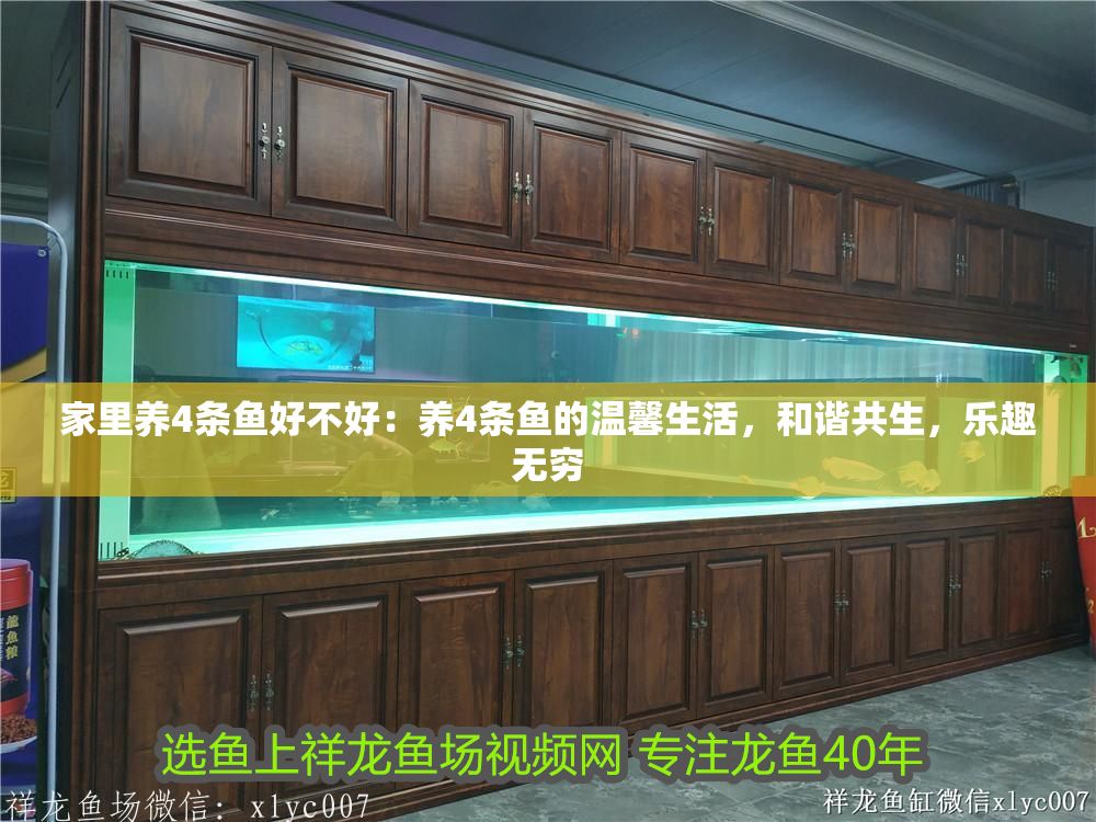 家里養(yǎng)4條魚(yú)好不好：養(yǎng)4條魚(yú)的溫馨生活，和諧共生，樂(lè)趣無(wú)窮