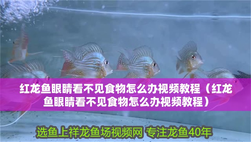 紅龍魚眼睛看不見食物怎么辦視頻教程（紅龍魚眼睛看不見食物怎么辦視頻教程） 紅龍魚眼睛看不見食物怎么辦視頻教程（紅龍魚眼睛看不見食物怎么辦視頻教程） 龍魚百科