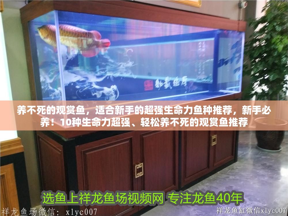 養不死的觀賞魚，適合新手的超強生命力魚種推薦，新手必養！10種生命力超強、輕松養不死的觀賞魚推薦