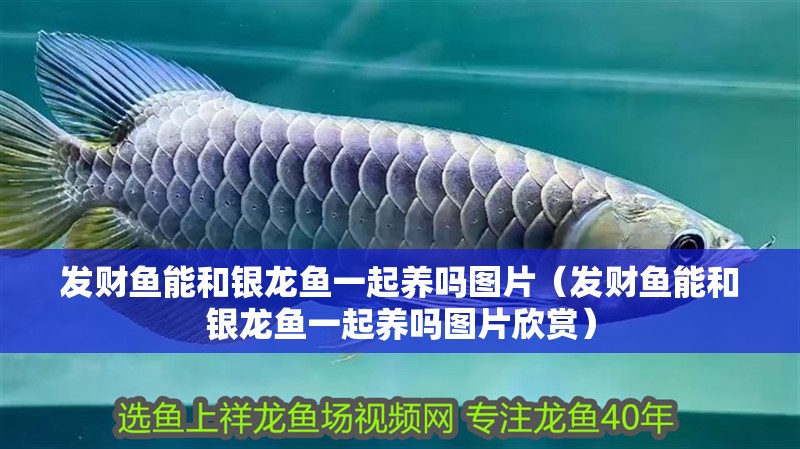 發財魚能和銀龍魚一起養嗎圖片（發財魚能和銀龍魚一起養嗎圖片欣賞）