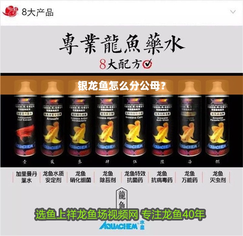 銀龍魚怎么分公母？