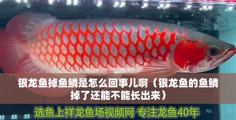 銀龍魚掉魚鱗是怎么回事兒啊（銀龍魚的魚鱗掉了還能不能長出來） 銀龍魚掉魚鱗是怎么回事兒啊（銀龍魚的魚鱗掉了還能不能長出來） 銀龍魚百科