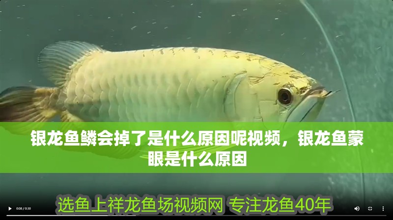 銀龍魚鱗會掉了是什么原因呢視頻，銀龍魚蒙眼是什么原因
