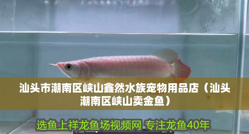 汕頭市潮南區峽山鑫然水族寵物用品店（汕頭潮南區峽山賣金魚）