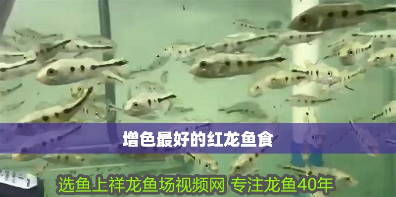 增色最好的紅龍魚食
