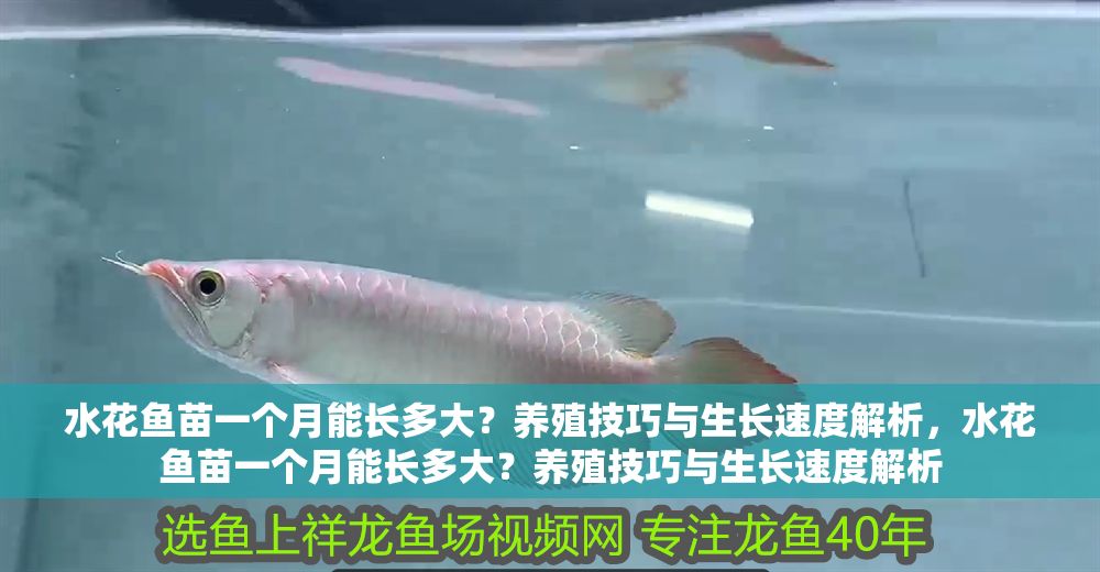 水花魚苗一個月能長多大？養殖技巧與生長速度解析，水花魚苗一個月能長多大？養殖技巧與生長速度解析
