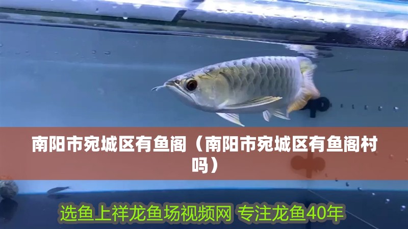 南陽市宛城區有魚閣（南陽市宛城區有魚閣村嗎）
