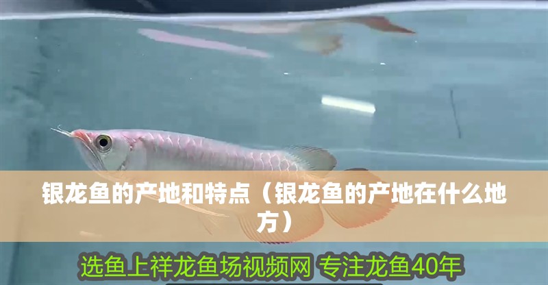 銀龍魚的產地和特點（銀龍魚的產地在什么地方） 銀龍魚的產地和特點（銀龍魚的產地在什么地方） 銀龍魚百科