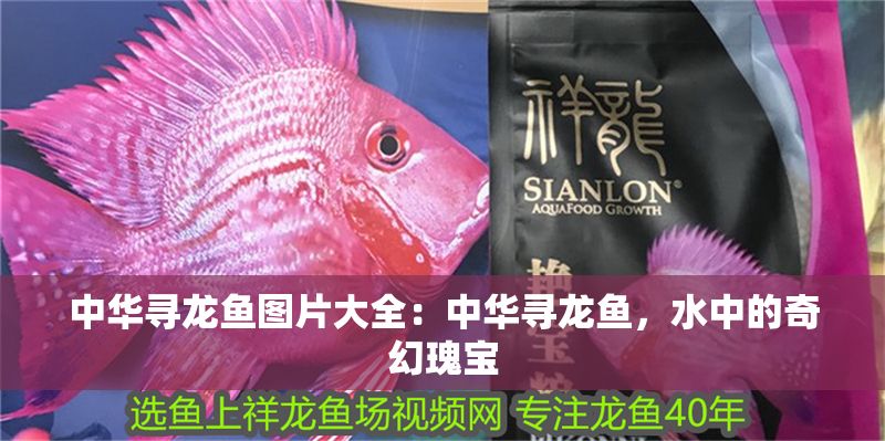 中華尋龍魚(yú)圖片大全：中華尋龍魚(yú)，水中的奇幻瑰寶