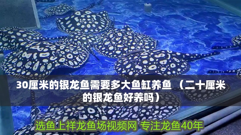 30厘米的銀龍魚需要多大魚缸養(yǎng)魚 （二十厘米的銀龍魚好養(yǎng)嗎）