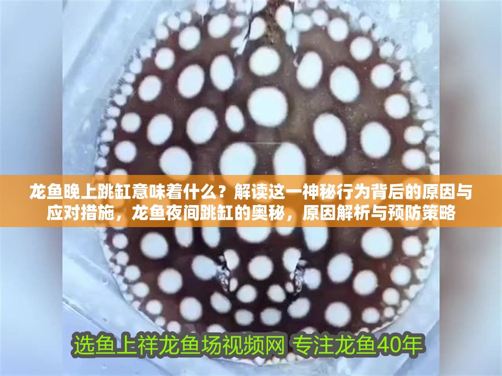 龍魚晚上跳缸意味著什么？解讀這一神秘行為背后的原因與應對措施，龍魚夜間跳缸的奧秘，原因解析與預防策略 龍魚晚上跳缸意味著什么？解讀這一神秘行為背后的原因與應對措施，龍魚夜間跳缸的奧秘，原因解析與預防策略 龍魚百科 第1張
