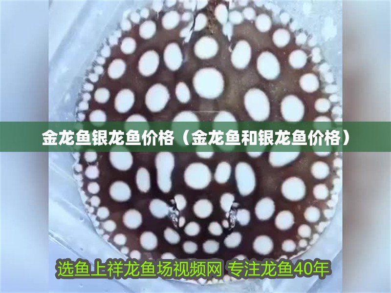 金龍魚銀龍魚價(jià)格（金龍魚和銀龍魚價(jià)格）