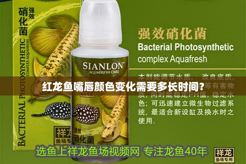 紅龍魚嘴唇顏色變化需要多長時間？
