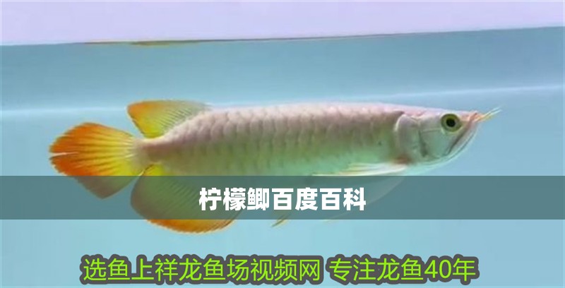 檸檬鯽百度百科 檸檬鯽百度百科 龍魚論壇