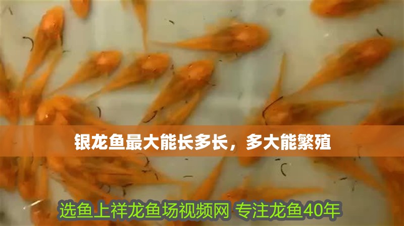 銀龍魚最大能長多長，多大能繁殖 銀龍魚最大能長多長，多大能繁殖 銀龍魚百科