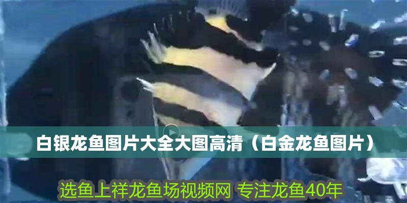 給大魚缸換水的作文:體驗給大魚缸換水的樂趣:體驗給大魚缸換水:給大魚缸換水的作文 白銀龍魚圖片大全大圖高清(白金龍魚圖片) 銀龍魚百科 白銀龍魚圖片大全大圖高清(白金龍魚圖片) 白銀龍魚圖片大全大圖高清(白金龍魚圖片) 銀龍魚百科