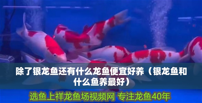 除了銀龍魚(yú)還有什么龍魚(yú)便宜好養(yǎng)（銀龍魚(yú)和什么魚(yú)養(yǎng)最好）