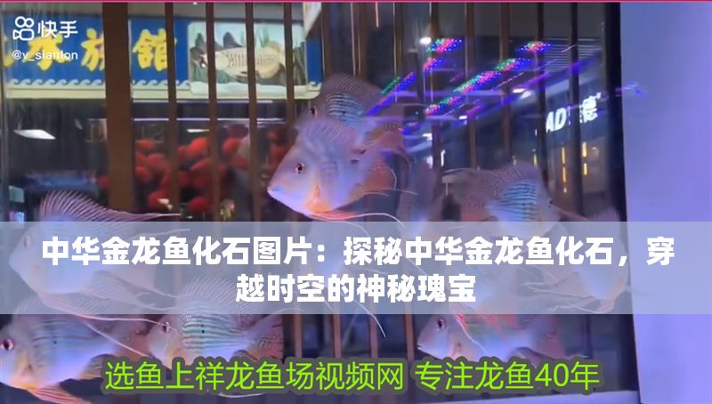 中華金龍魚化石圖片：探秘中華金龍魚化石，穿越時空的神秘瑰寶
