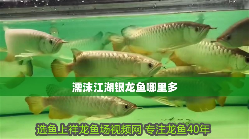濡沫江湖銀龍魚哪里多