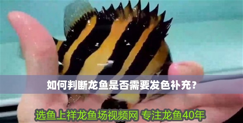 如何判斷龍魚是否需要發色補充？